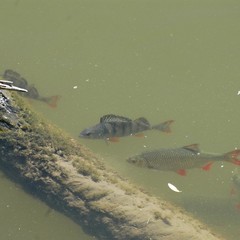 Рыболовная база Рыболовная база Емеля Фиш, Тамбовка, Астраханская область