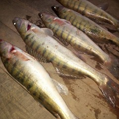 Охотничье-рыболовная база Восход, Тамбовка, Астраханская область