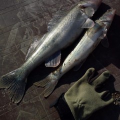 Охотничье-рыболовная база Восход, Тамбовка, Астраханская область