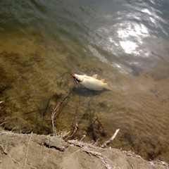 Охотничье-рыболовная база Восход, Тамбовка, Астраханская область