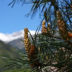 База отдыха Ольховая, Теберда, Республика Карачаево-Черкесия 