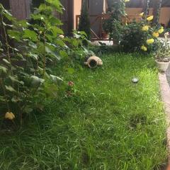 Гостевой дом Золотое Руно, Теберда, Республика Карачаево-Черкесия 