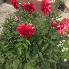 Гостевой дом Золотое Руно, Теберда, Республика Карачаево-Черкесия 