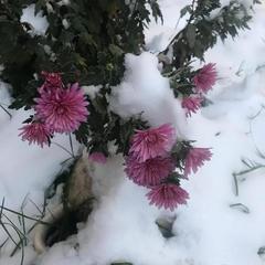 Гостевой дом Золотое Руно, Теберда, Республика Карачаево-Черкесия 