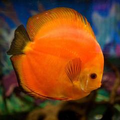 Мини-отель Бриг, Темрюк, Краснодарский край