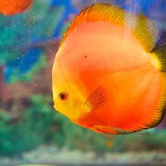 Мини-отель Бриг, Темрюк, Краснодарский край