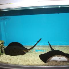 Гостиничный комплекс Русь, Тольятти, Самарская область