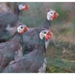 Мотель Мотель Восьмая Миля, Тольятти, Самарская область