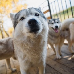 Парк-отель Застава, Трудармейский, Кемеровская область