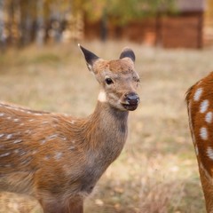 Парк-отель Застава, Трудармейский, Кемеровская область