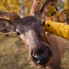 Парк-отель Застава, Трудармейский, Кемеровская область