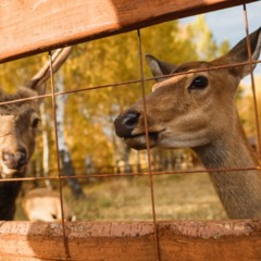 Парк-отель Застава, Трудармейский, Кемеровская область