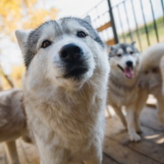 Парк-отель Застава, Трудармейский, Кемеровская область