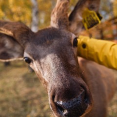 Парк-отель Застава, Трудармейский, Кемеровская область