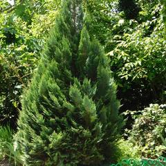 Гостиница Чайка, Туапсе, Краснодарский край