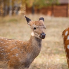 Парк-отель Застава, Трудармейский, Кемеровская область