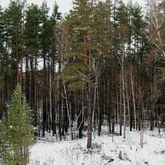 Загородный клуб Берлога, Тула, Тульская область