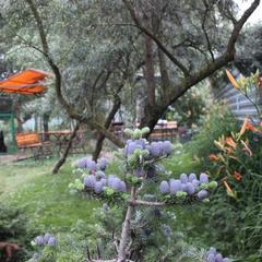 Гостевой дом Марианна, Тула, Тульская область