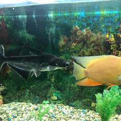 Гостиница Золотой орел, Тюмень, Тюменская область