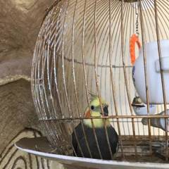 Гостиница Золотой орел, Тюмень, Тюменская область