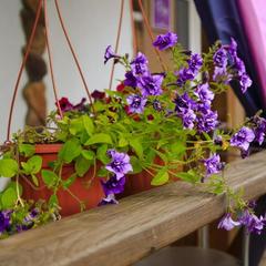 Отель Флер, Углич, Ярославская область