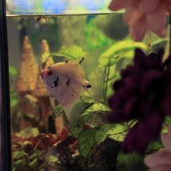 Отель Флер, Углич, Ярославская область