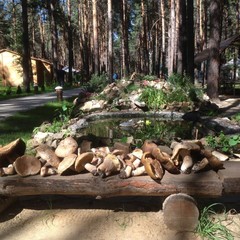 База отдыха Чайка, Урюпинск, Волгоградская область