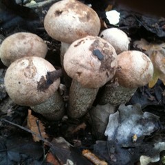 База отдыха Чайка, Урюпинск, Волгоградская область