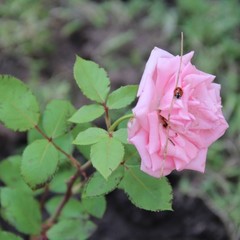 База отдыха Чайка, Урюпинск, Волгоградская область