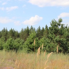 База отдыха Чайка, Урюпинск, Волгоградская область