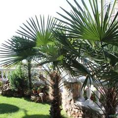 Гостевой дом Чайка, Форос, Крым