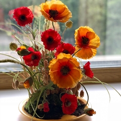 Гостиница Афалина, Хабаровск, Хабаровский край