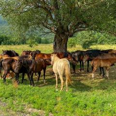 База отдыха Китайская деревня, Майкопский район, Республика Адыгея