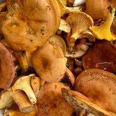 База отдыха Китайская деревня, Майкопский район, Республика Адыгея