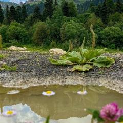База отдыха Китайская деревня, Майкопский район, Республика Адыгея