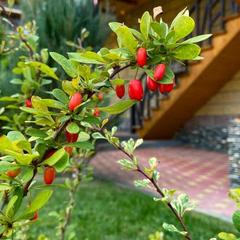 База отдыха Китайская деревня, Майкопский район, Республика Адыгея