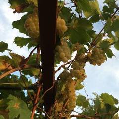 База отдыха Fishing Life, Харабали, Астраханская область