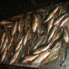 База отдыха Fishing Life, Харабали, Астраханская область