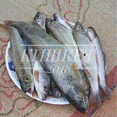 База отдыха Кишкет, Республика Карачаево-Черкесия 