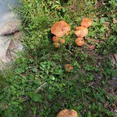 База отдыха Кишкет, Республика Карачаево-Черкесия 