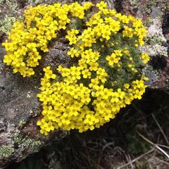 База отдыха Кишкет, Республика Карачаево-Черкесия 