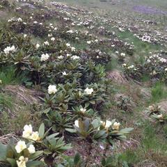 База отдыха Кишкет, Республика Карачаево-Черкесия 