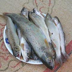 База отдыха Кишкет, Республика Карачаево-Черкесия 