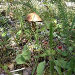 База отдыха Кишкет, Республика Карачаево-Черкесия 