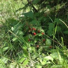 База отдыха Кишкет, Республика Карачаево-Черкесия 