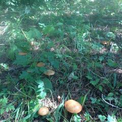 База отдыха Кишкет, Республика Карачаево-Черкесия 