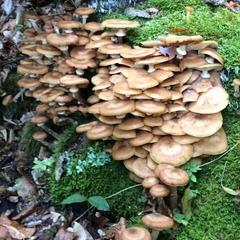 База отдыха Кишкет, Республика Карачаево-Черкесия 