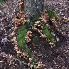 База отдыха Кишкет, Республика Карачаево-Черкесия 