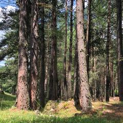 База отдыха Кишкет, Республика Карачаево-Черкесия 
