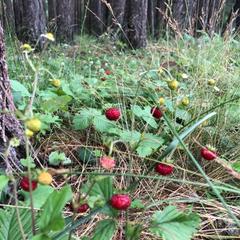 База отдыха Кишкет, Республика Карачаево-Черкесия 